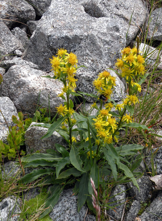 Solidago virgaurea / Verga d''oro comune